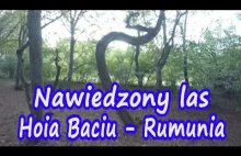 Hoia Baciu - Nawiedzony las w Rumunii