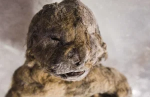 Znaleźli lwa jaskiniowego sprzed 50 tys. lat