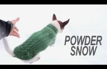 Dlaczego psy chihuahua nie biegaja po śniegu