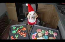 Pies robi świąteczne ciasteczka