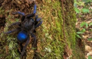 Niebieska tarantula odkryta w Gujanie