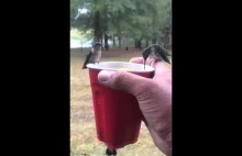 Kolibry pijące słodką herbatę z kubka
