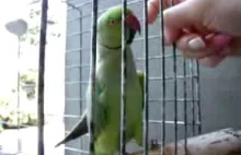 Papuga sobie gada