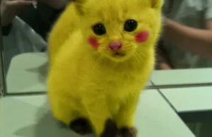 Pika! pika Pikachu!