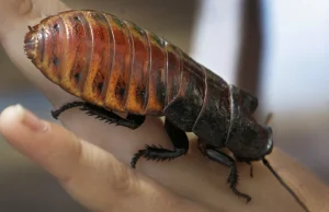 Karaluch szpiegiem-zwiadowcą. Komputer pozwala sterować insektami