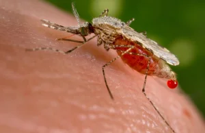 Białko malarii może pomóc w wykryciu wczesnego stadium raka dzięki badaniu krwi