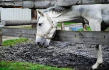 Biały koń jedzenia trawy 4K