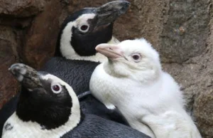 Biały pingwin w gdańskim zoo. To unikat na skalę światową! [ZDJĘCIA]