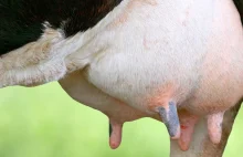 Przeżuwanie u krów - dlaczego jest tak istotne?