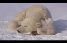 Niedźwiedzie polarne i ich mama