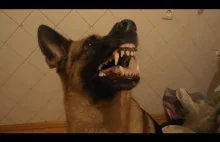 Pies zmienia nastrój każdej chwili.ktorzy nie zazdroszczę