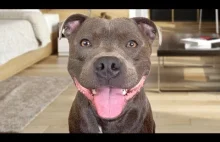 Funny American Staffordshire Terrier.