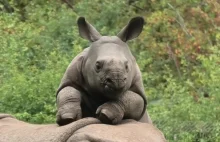 Energetyczny nosorożec błaga mamę, aby się z nim pobawił
