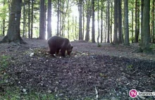 Niedźwiedź w lasach Limanowszczyzny.