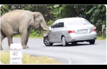 Słoń kontra samochód