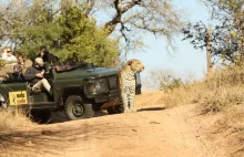 Male leopard vs lion pride