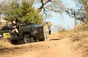 Male leopard vs lion pride