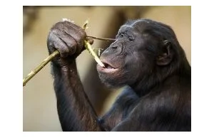 Spontanicznie udomowione bonobo?