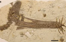 Paleontolodzy odkryli w Chinach szczątki pradawnego smoka