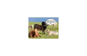 Krowy i teoria spiskowa.