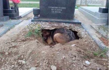Myśleli, że pies wykopał dziurę w grobie właściciela, którego bardzo kochał...