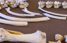 Zaprezentowano szkielet nosorożca sprzed ponad 100 tys. lat.
