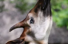 Okapi - afrykański jednorożec.