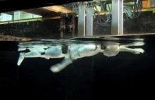 Swumanoid - japoński robot pływa prawie jak Otylia - wideo