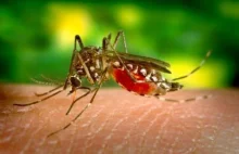 Europa narażona na epidemie dengi