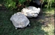 Żółw pomaga wstać koledze.