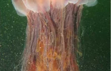 Gigantyczna meduza znaleziona na plaży w Tasmanii