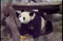 Niemiła pobudka pandy