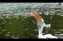 Wkurzony pelikan postanawia zjeść latającego szczura