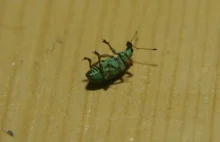 Mały zielony robaczek.
