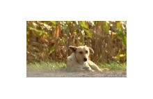 Uwaga! TVN - Poruszająca historia bezdomnego psa