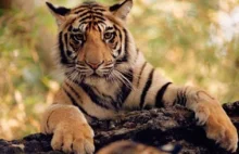 Ratuję tygrysy razem z WWF Polska!