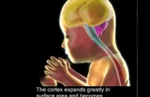Rozwój prenatalny mózgu