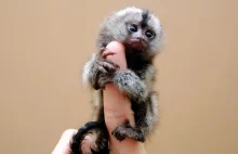 Dzięki inżynierii genetycznej stworzono pierwsze małpy z chorobą Parkinsona