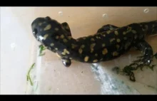 Jak salamandrze odrasta noga?