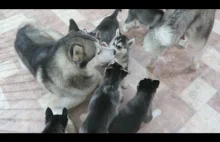 Husky się bawią :)