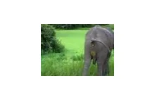 Podstawowy element życia słonia