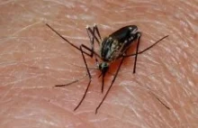 Transgeniczne komary nie przenoszą malarii