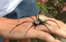 Oto 20 zwierząt, które w ciągu roku zabijają największą liczbę ludzi. Nie...