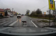 Polski pies zna przepisy ruchu drogowego. Karnie czeka na pasach :)