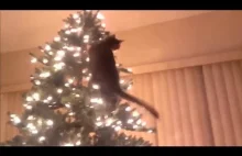 Cats attack Christmas trees