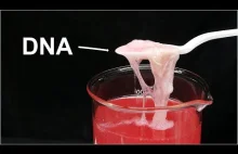 O tym jak smakuje DNA I jak go wyekstrahować w warunkach domowych.
