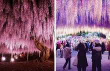 10+ Reasons You Should Drop Everything And Go To Japan’s Wisteria Festival...