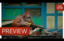 Samica orangutana tnie gałęzie piłą