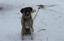 Po interwencji na olsztyńskim ranczo oddają psy do adopcji