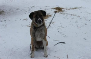 Po interwencji na olsztyńskim ranczo oddają psy do adopcji